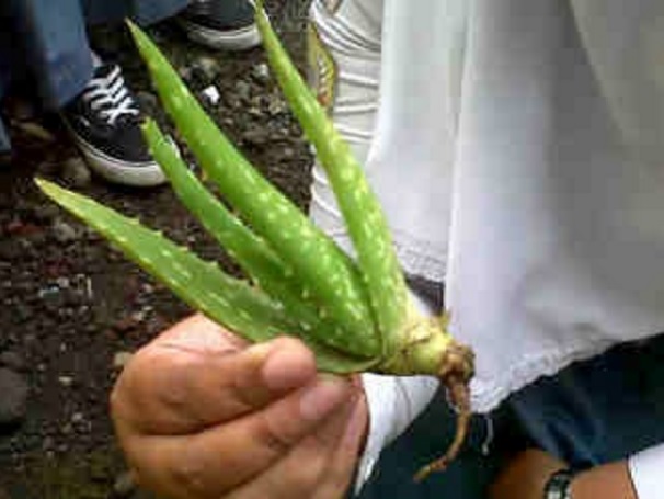 Gambar tunas atau anakan lidah buaya.