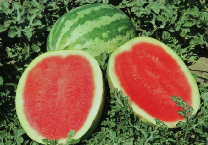 Semangka tanpa biji merupakan salah satu varietas semangka unggulan yang banyak dicari keberadaannya.