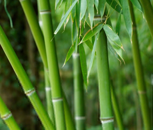 Bambu-Jepang