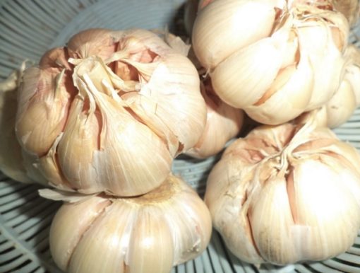 Pestisida Nabati Bawang Putih untuk Pengendalian Hama Tanaman