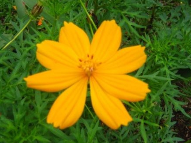 Contoh gambar bunga kenikir berwarna jingga kekuningan.