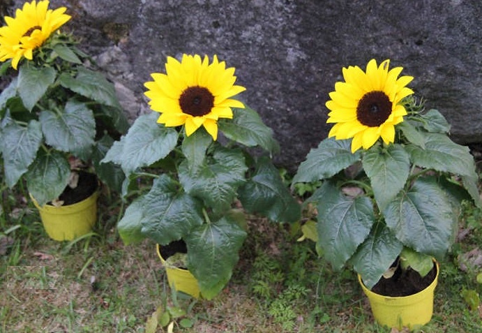 Cara Menanam Bunga Matahari Dari Biji Bibitbunga Com