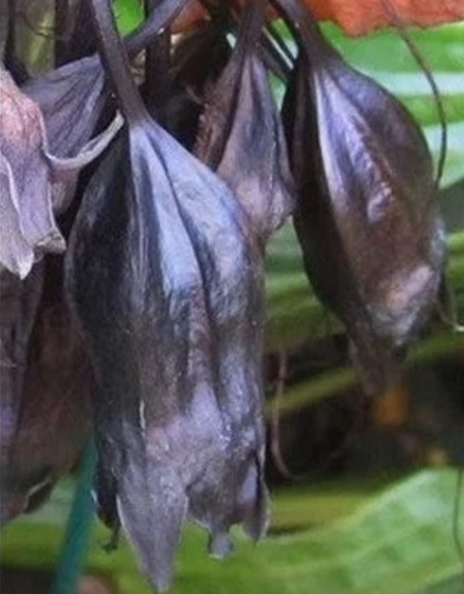 Chinese-Black-Batflowers-2