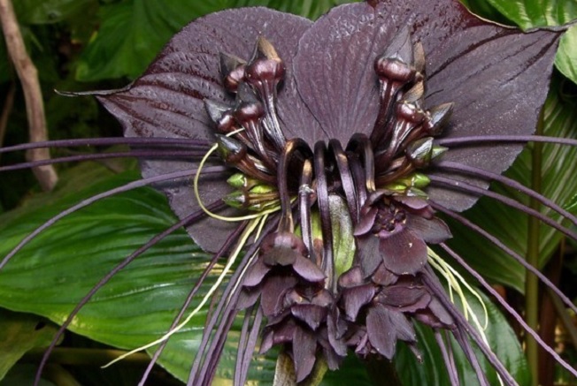 Chinese-Black-Batflowers