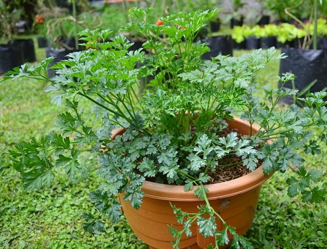 Daun seledri biasanya ditanam di rumah dalam pot atau polybag.