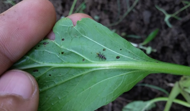 Sawi yang terserang hama dan penyakit tidak akan memberikan hasil panen yang maksimal. Segera basmi hama dan penyakit tersebut dengan pemakaian insektisida.