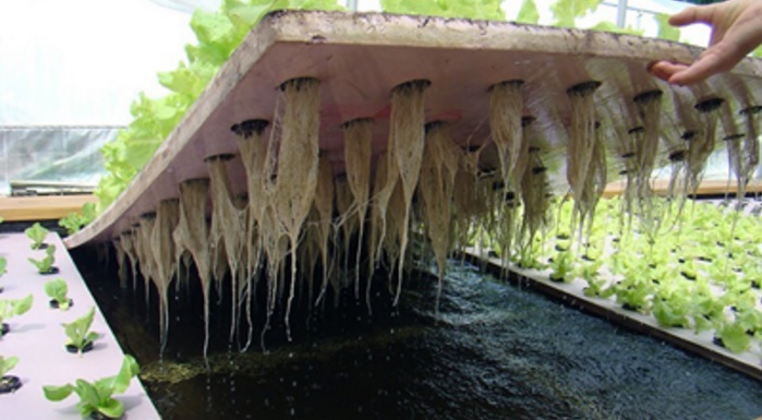 Contoh penanaman menggunakan sistem kultur air atau Water Culture System.
