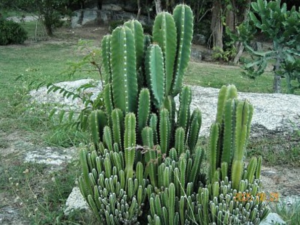 Kaktus-batang