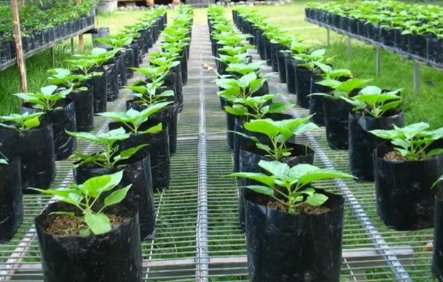  sanggup dilakukan dengan sangat gampang dan cara ini yakni cara penanaman yang sangat prakti Cara Menanam Cabe Rawit Dari Biji Di Polybag