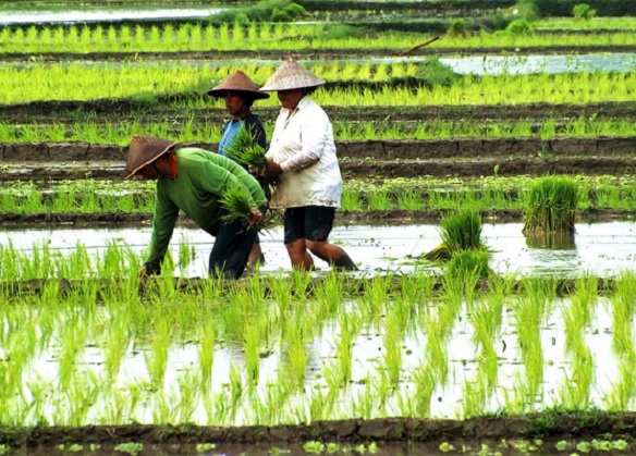 Menanam bibit padi pada sawah dengan memberikan jaak pada tiap-tiap tanamannya.