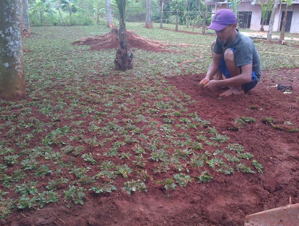 Cara Simpel Menanam Rumput Gajah Mini Sebagai Karpet Alami Di Halaman Rumah Klik Hijau