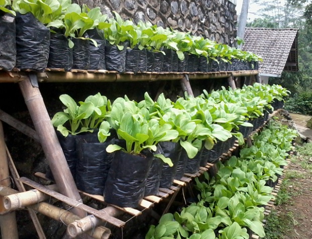 Cara budidaya sawi di pot atau polybag sanggup dilakukan dengan sangat gampang alasannya metode y Cara Budidaya Sawi Di Pot Atau Polybag