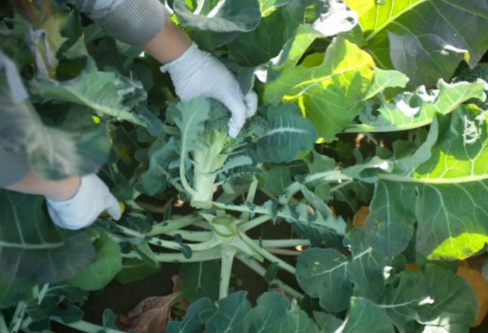 Gunakan pisau atau alat pemotong yang tajam saat memotong bunga brokoli. Penggunaan pisau yang tumpul akan membuat tanaman rusak dan mati.