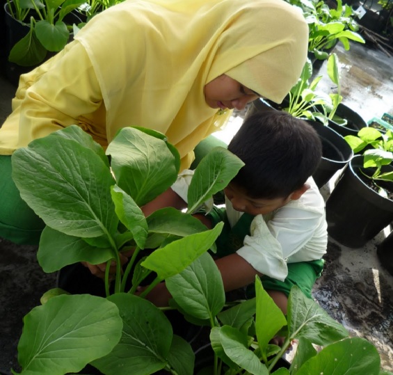 Cara budidaya sawi di pot atau polybag sanggup dilakukan dengan sangat gampang alasannya metode y Cara Budidaya Sawi Di Pot Atau Polybag