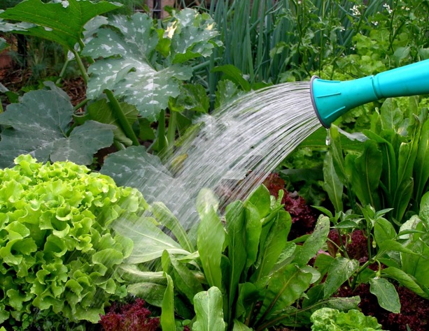 Penyiraman-sayuran-organik
