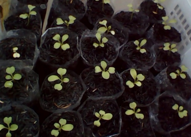 Setelah berumur beberapa hari, benih yang sehat biasanya akan cepat berkecambah dan terus tumbuh. Jika sudah berdaun 4 - 5 helai, bisa dipindahkan pada pot atau polybag yang lebih besar.