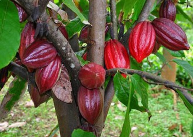 Pohon-kakao