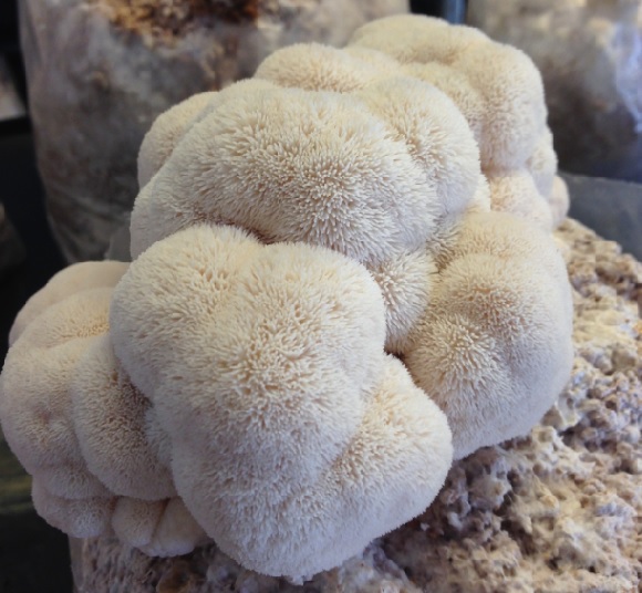 pompom mushrooms