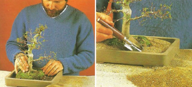 Salah satu contoh pot untuk tanaman bonsai dengan material kayu dan bebrbentuk persegi panjang. Media tanamnya adalah pasir.