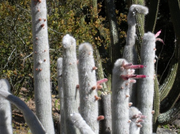Silver-Torch-Cactus