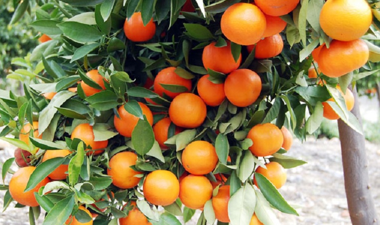 Tanaman-jeruk