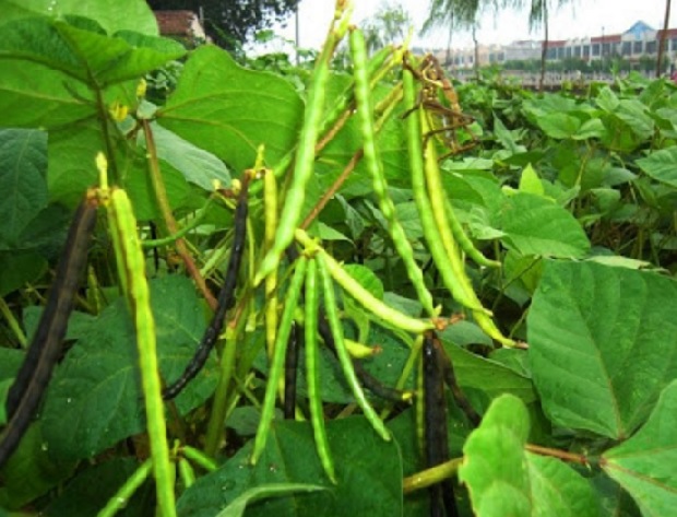 Tanaman kacang hijau yang biasanya ditanam atau dibudidayakan pada lahan tanah yang luas kini bisa ditanam secara hidroponik. Hal ini memberikan keuntungan pada masyarakat yang tinggal diperkotaan dengan lahan yang terbatas dan berkeinginan bercocok tanam kacang hijau.