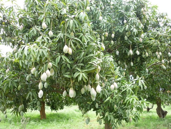 Cara Menanam Pohon Mangga Dari Biji - Bibitbunga.com