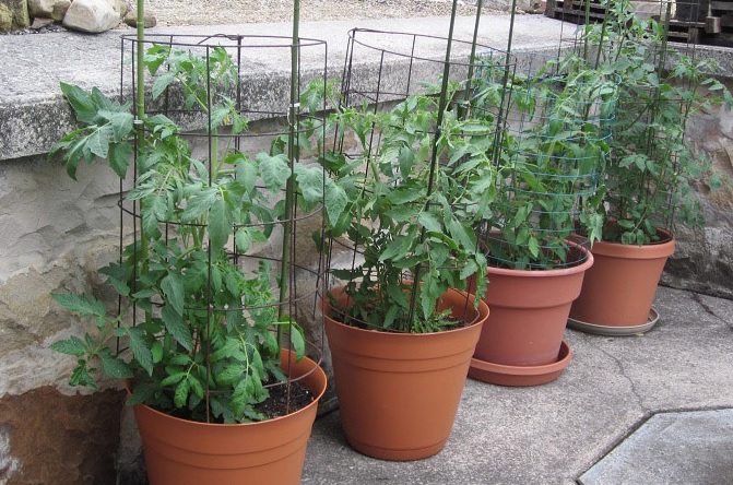 Tanaman tomat yang tumbuh semakin tinggi sebaiknya diberikan penyangga berupa kayu atau besi untuk mendukung sifat tumbuhnya yang merambat.