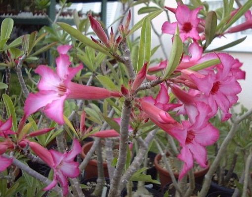 Tanaman Hias Adenium yang Paling Mahal di Indonesia ...
