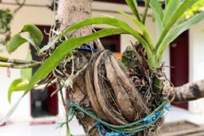 Pupuk Air Kelapa Agar Anggrek Rajin Berbunga | AAOrchid | Kebun Bunga Anggrek rkebun Anggrek Di Rumah