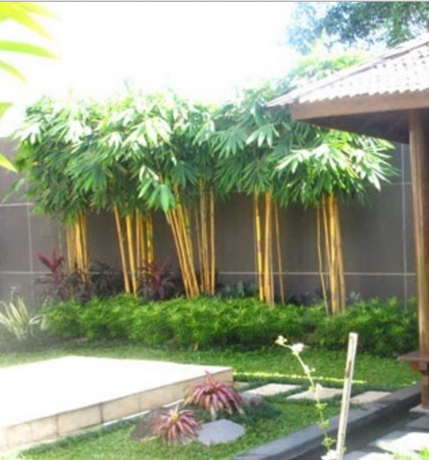 bambu-kuning
