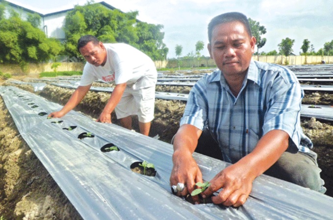 Benih timun suri yang telah ditanam pada tanah dan mulai tumbuh setelah beberapa hari penanaman.