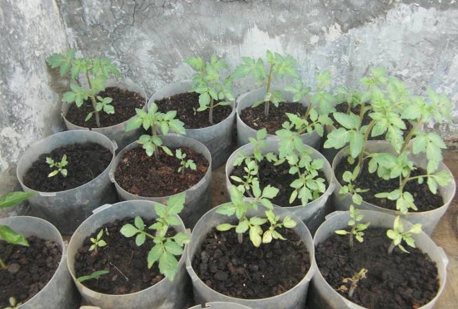 Benih timun yang telah disemaikan dan tumbuh semakin tinggi dipindahkan pada wadah pot yang lebih besar.