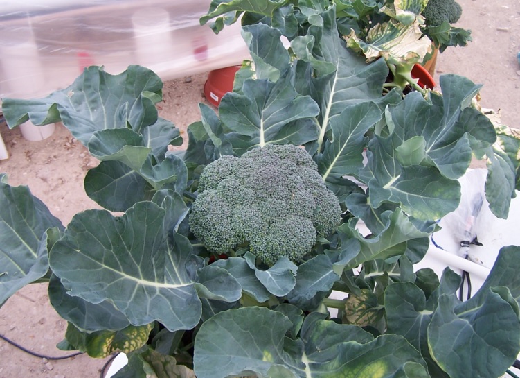 Cara Menanam Brokoli Secara Hidroponik Di Pot Polybag