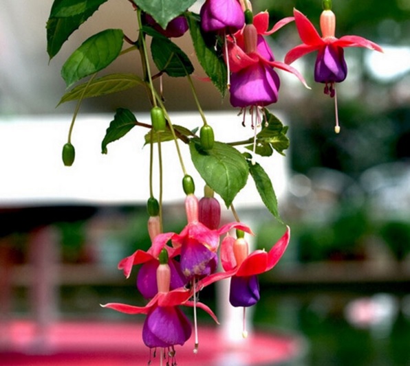 Bunga-Fuchsia