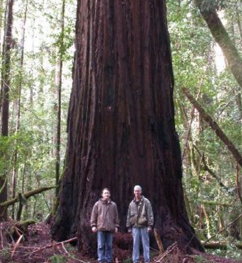 Coastal-Redwood