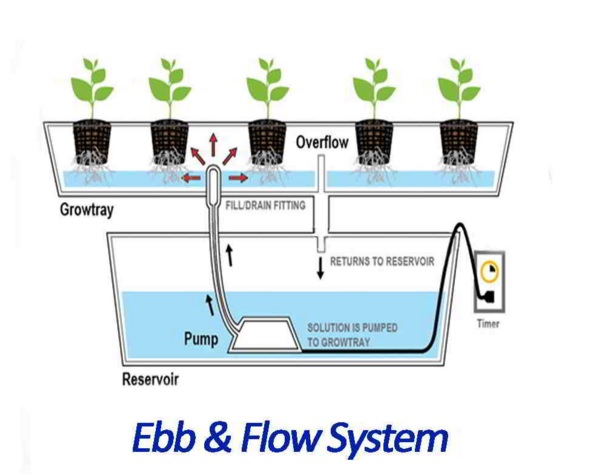 Ilustrasi penanaman hidropnik dengan sistem ebb & flow atau sistem pasang surut.
