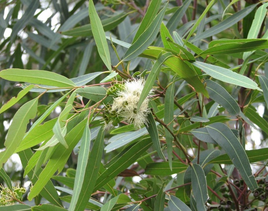 eucalyptus-tanaman-hias-pereda-influenza