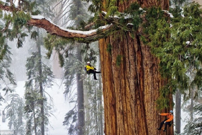 Giant-Sequoia