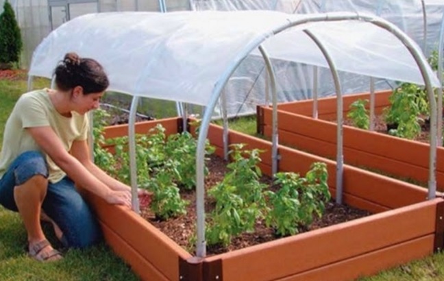 Anda bisa membuat greenhouse mini untuk menanam sayuran organik di rumah Anda.