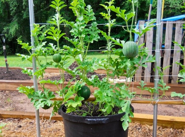 Tanaman semangka yang ditanam dalam pot.