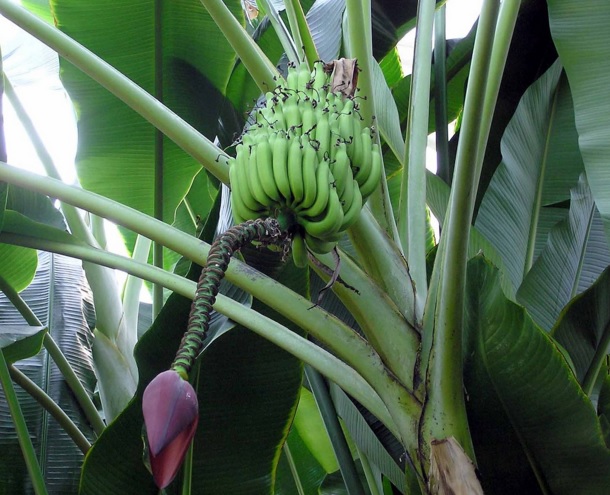 Menanam buah pisang agar cepat berbuah harus menggunakan langkah-langkah yang tepat.