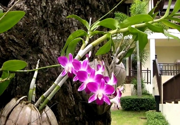 Contoh menanam anggrek menggunakan sabut kelapa dengan cara ditempelkan pada pohon.