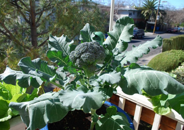 11 Cara Menanam Brokoli Di Pot Panduan Lengkap Ilmubudidaya Com