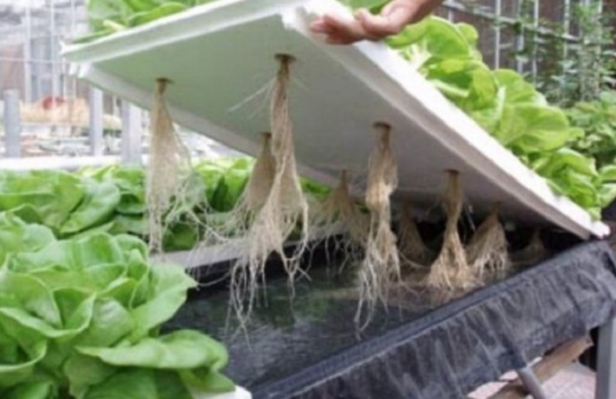 Cara Menanam Sayuran Hidroponik  di Rumah