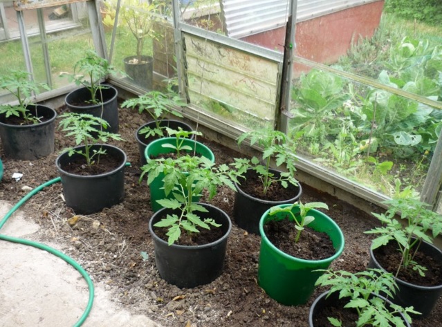 Tomat yang ditanam dalam pot atau polybag menggunakan arang sekam sebaiknya diletakkan pada rumah kaca.