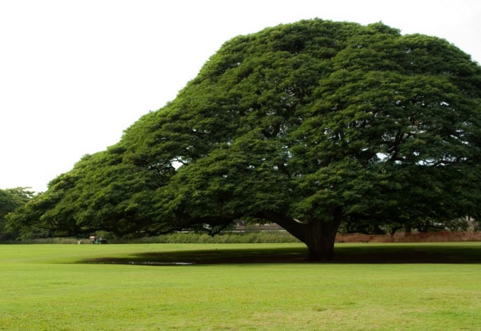  atau flora di dunia ini memang mempunyai banyak variasi bentuk dan ukuran yang berbeda  Tanaman atau Tumbuhan Terbesar dan Terkecil di Dunia