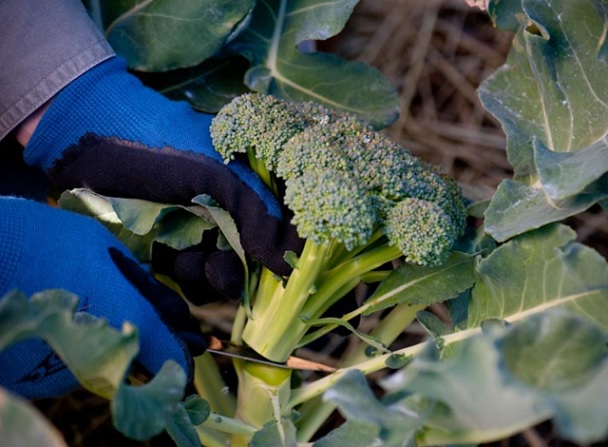 Panen brokoli dilakukan dengan cara memotong bunga brokoli dengan guntung atau pisau tajam khusus tanaman.