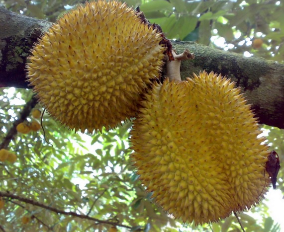 Buah durian yang siap dipanen bisanya akan mengeluarkan aroma khas durian yang menyengat. Sebaiknya bungkus buah durian yang hampir matang dengan karung atau plastik agar saat benar-benar matang, buahnya tidak jatuh ke tanah.