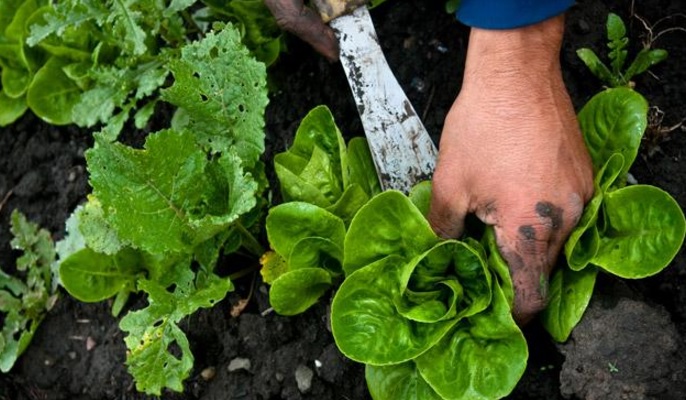 Anda dapat memanen sayuran organik dengan cara mencabutnya dengan hati-hati atau menggunakan alat bantu sabit untuk mengangkat akarnya. Lakukan dengan jati-hati agar tidak merusak sayuran lainnya yang mungkin belum bisa untuk dipanen.